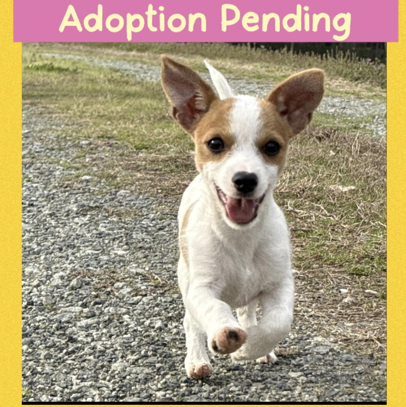 Enlarge Pip , an adopted mixed breed in Blanch, NC image 1/3