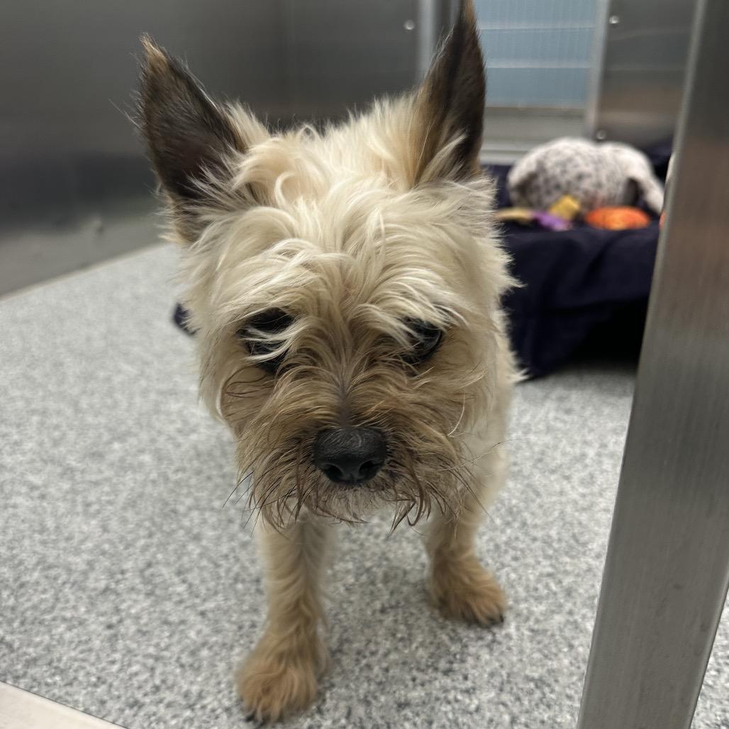 Enlarge S'mores, a Adoptable Cairn Terrier in Grand Rapids, MI image 1/4
