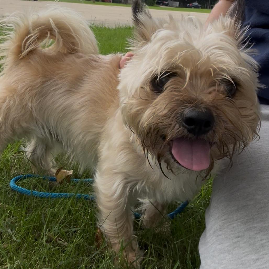 Enlarge S'mores, a Adoptable Cairn Terrier in Grand Rapids, MI image 2/4