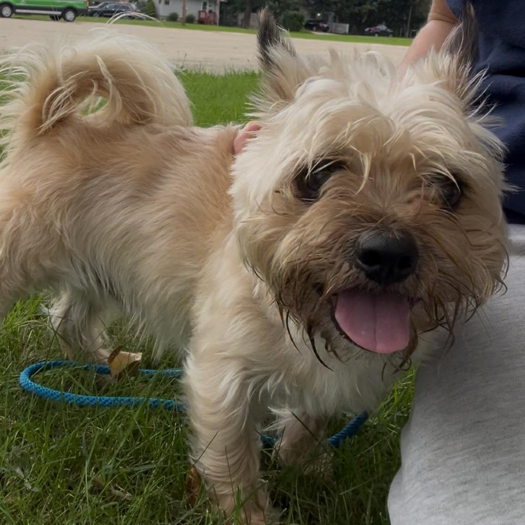 Enlarge S'mores, a Adoptable Cairn Terrier in Grand Rapids, MI image 3/4
