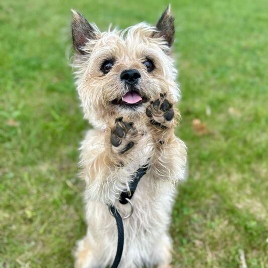 Enlarge S'mores, a Adoptable Cairn Terrier in Grand Rapids, MI image 4/4
