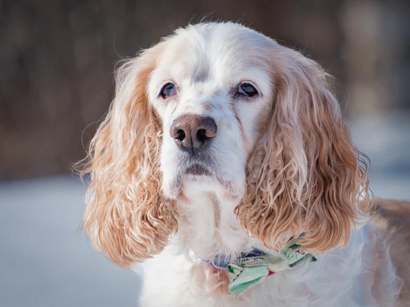Enlarge Finnegan, a hold Cocker Spaniel in Pointe-Fortune, QC image 4/4