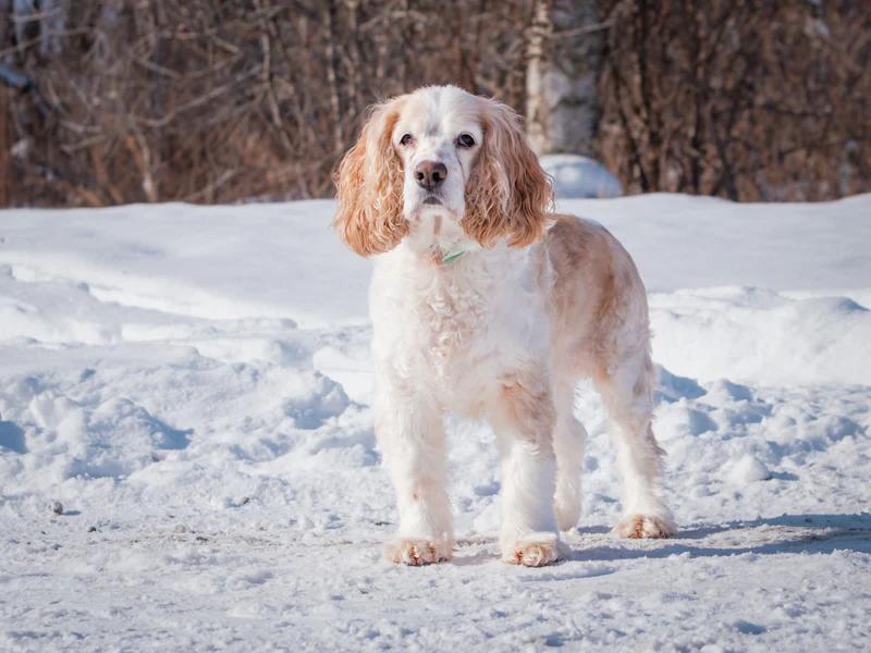 Enlarge Finnegan, a hold Cocker Spaniel in Pointe-Fortune, QC image 3/4