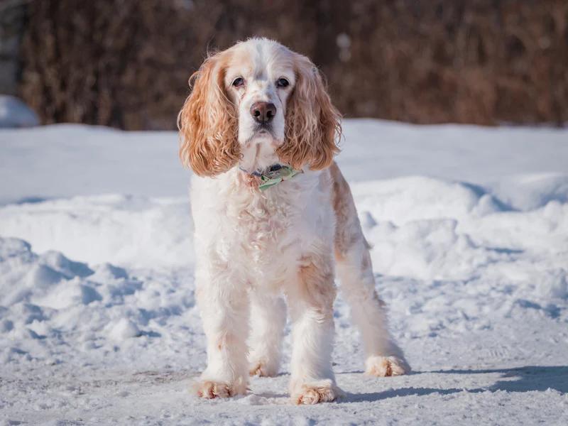 Enlarge Finnegan, a hold Cocker Spaniel in Pointe-Fortune, QC image 2/4
