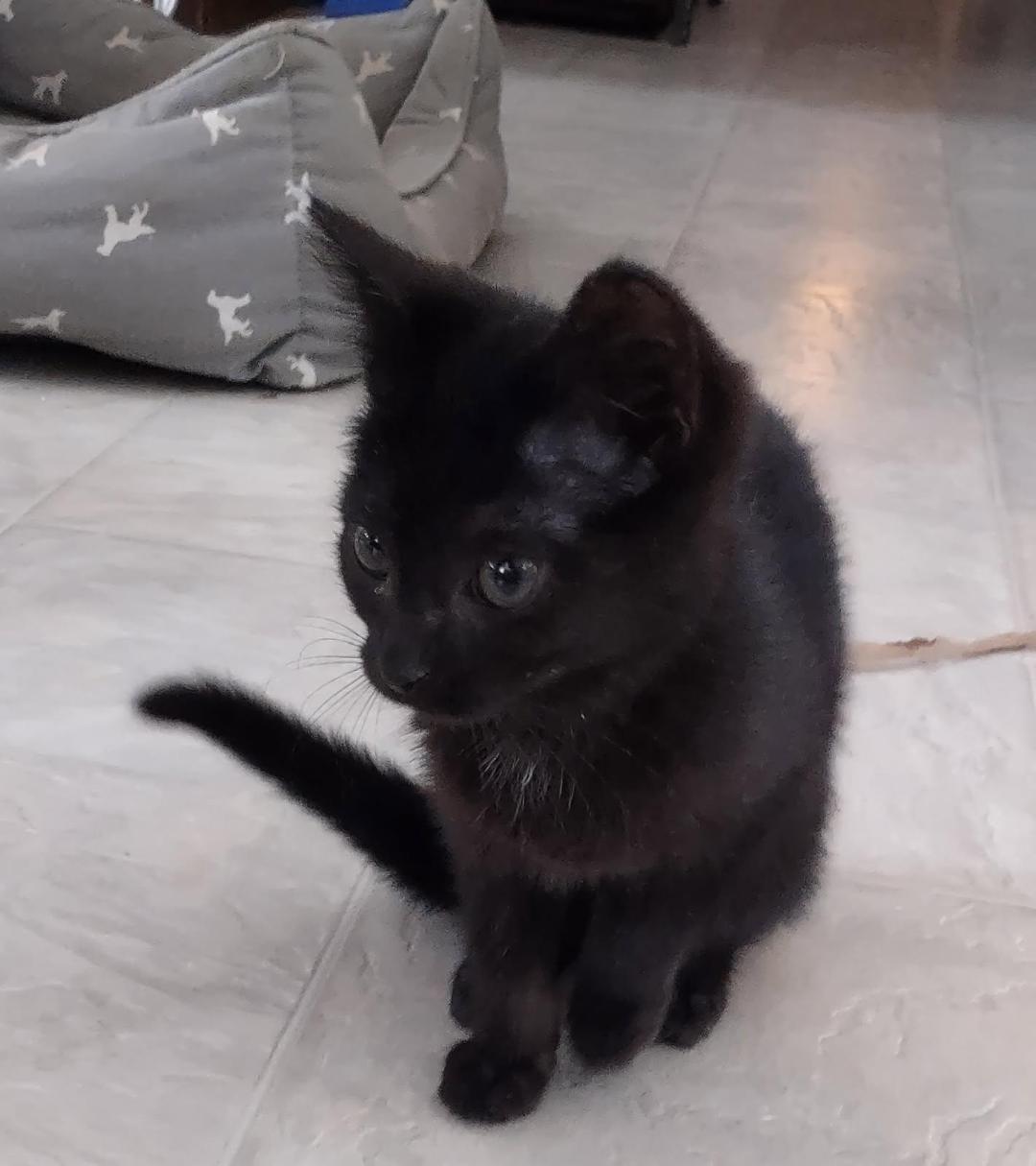 Licorice, an adopted mixed breed in Howell, MI image 1/4