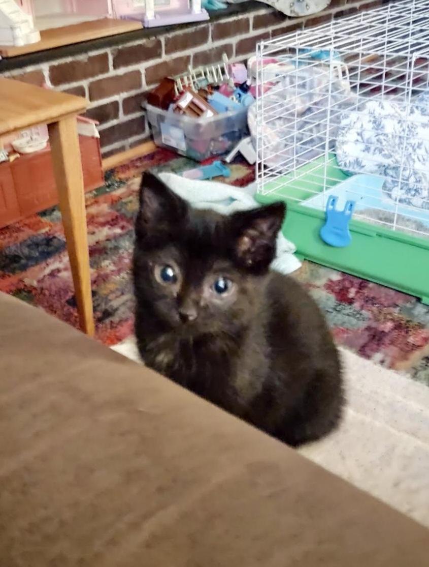 Licorice, an adopted mixed breed in Howell, MI image 2/4