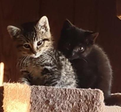 Licorice, an adopted mixed breed in Howell, MI image 3/4