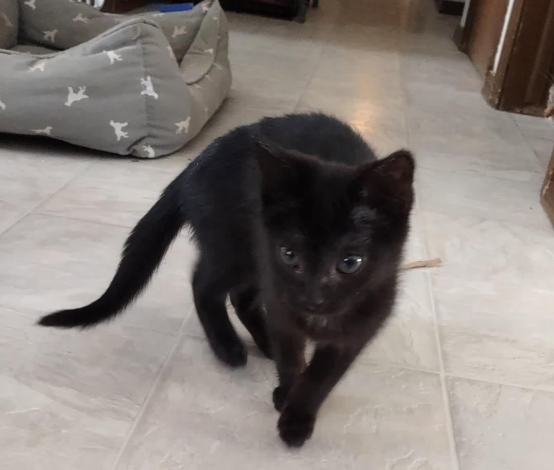 Licorice, an adopted mixed breed in Howell, MI image 4/4