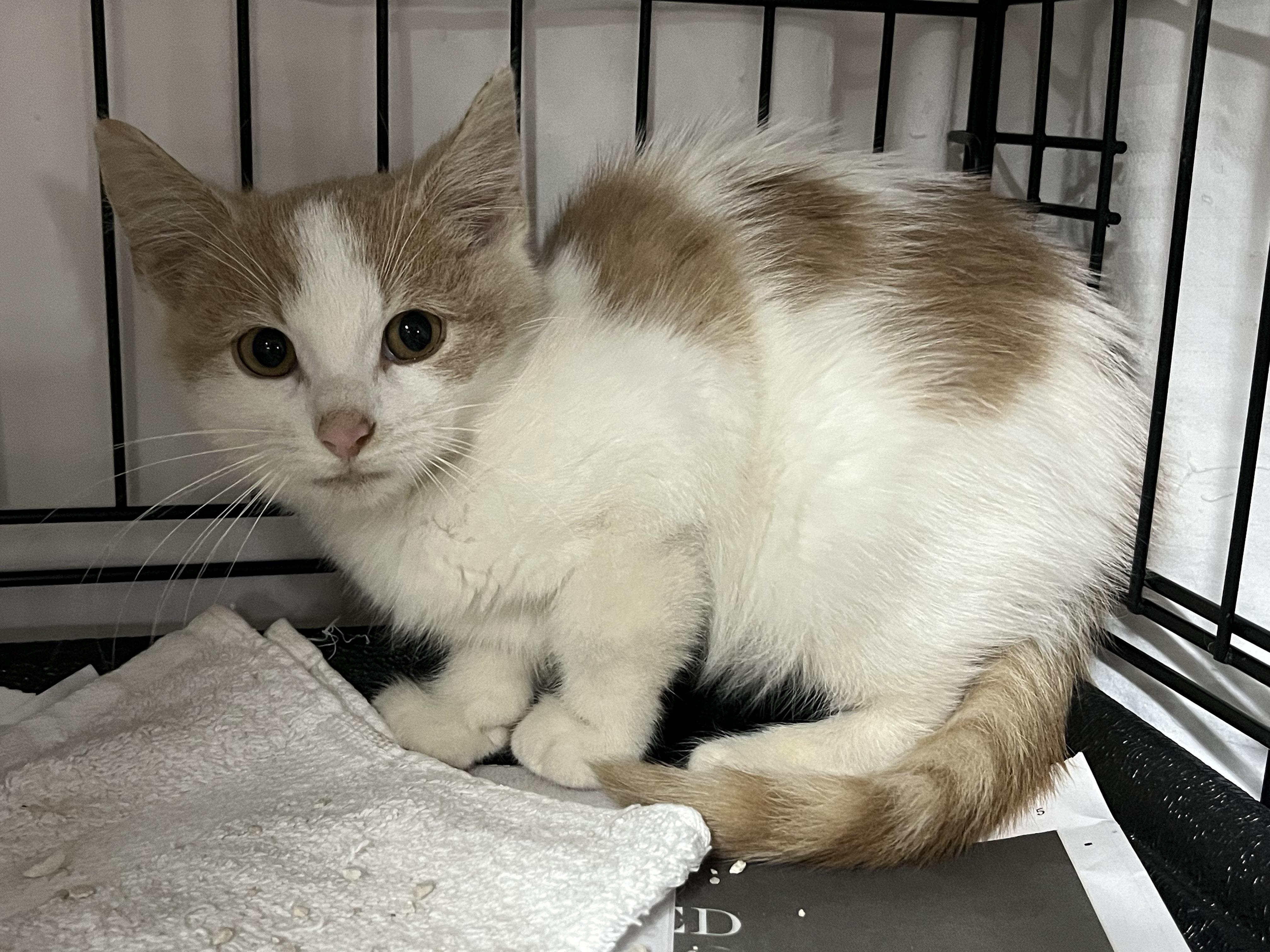 Enlarge Baxter, a Adoptable Domestic Short Hair in Williamsburg, VA image 1/1