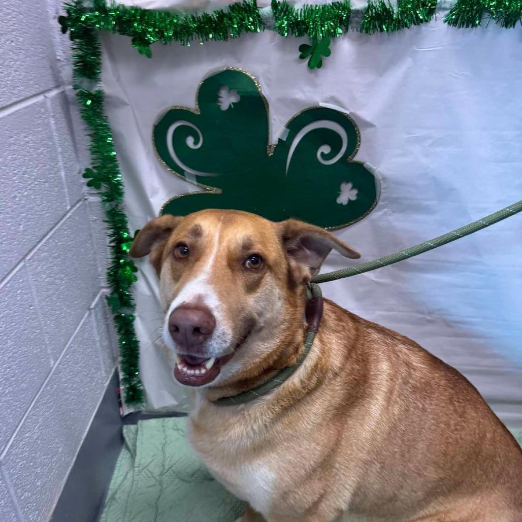 Howie, Adoptable, Adult Male Mixed Breed.