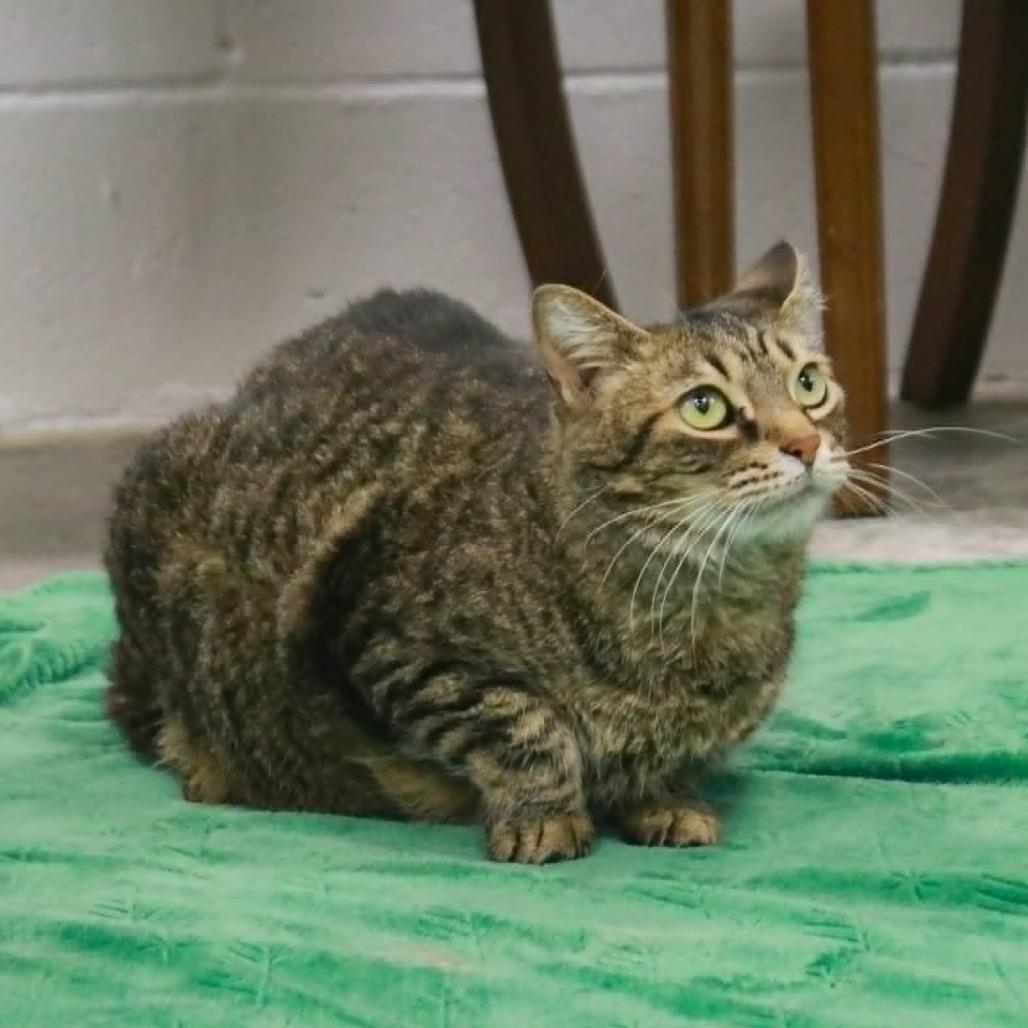 Bugs, a Adoptable mixed breed in Madisonville, KY image 1/2