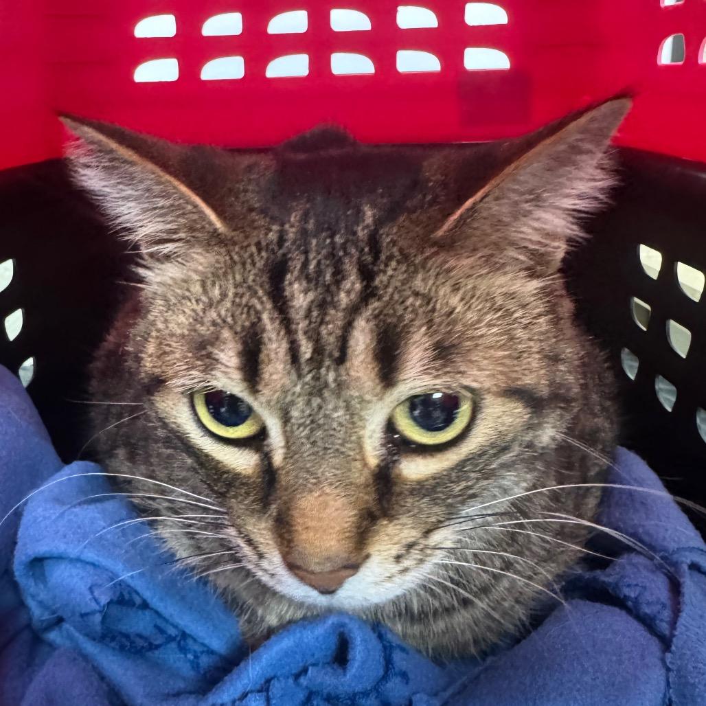 Bugs, a Adoptable mixed breed in Madisonville, KY image 2/2