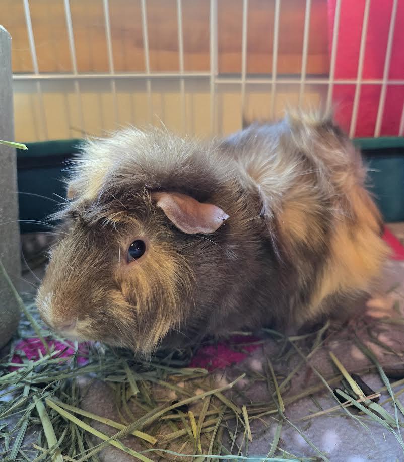 Enlarge Porky and Bugs, a ADOPTABLE mixed breed in Bellingham, WA image 1/2