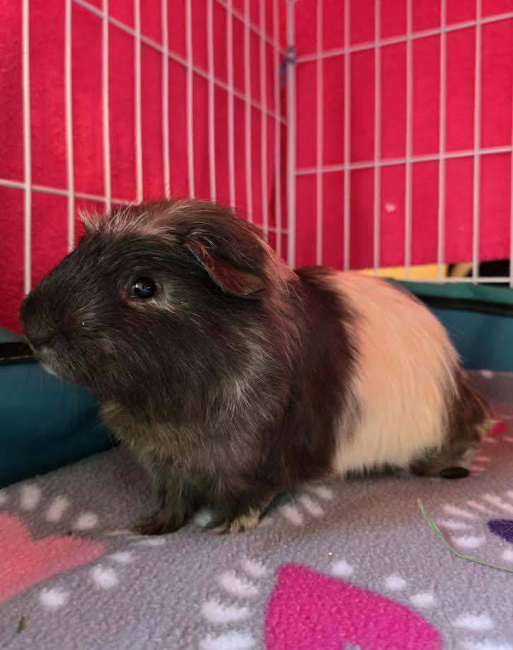 Enlarge Porky and Bugs, a ADOPTABLE mixed breed in Bellingham, WA image 2/2