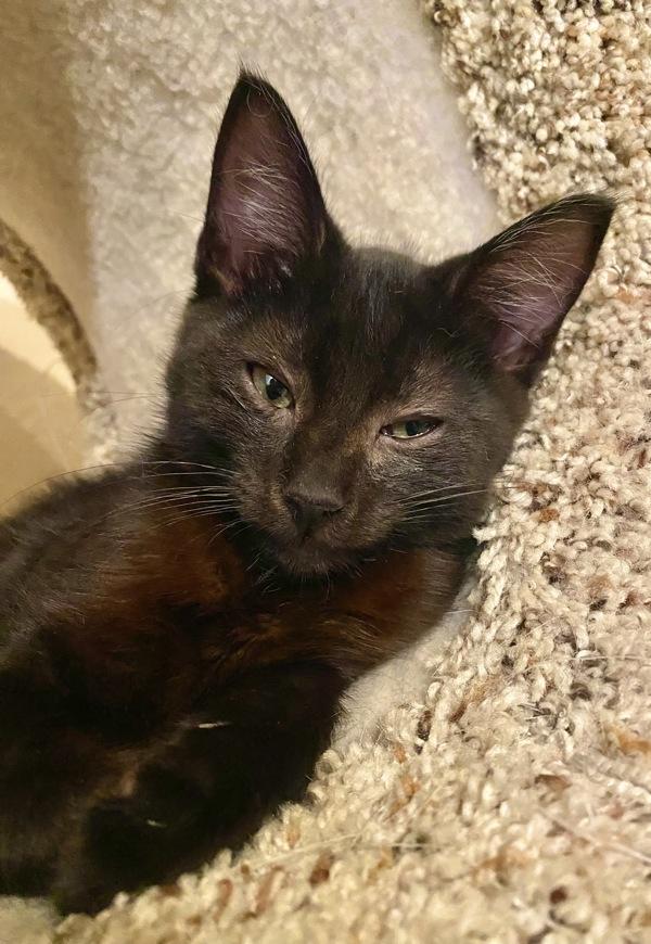 Enlarge Augustus, a Adoptable mixed breed in Vallejo, CA image 2/2