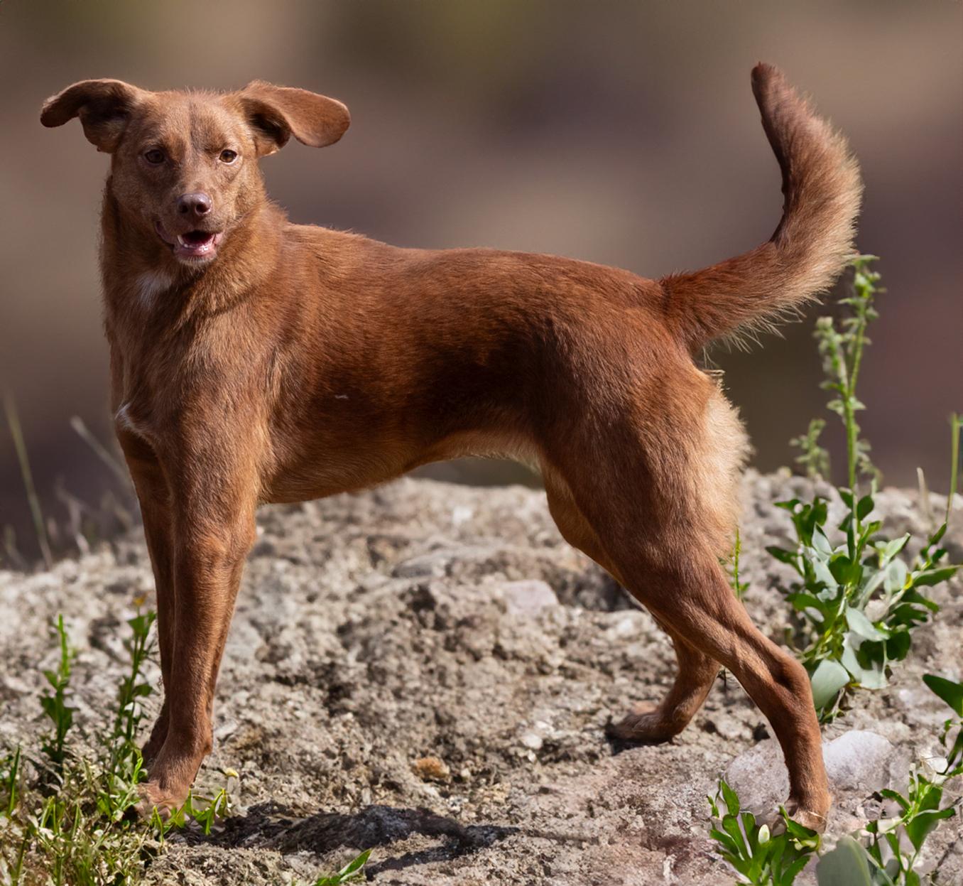Enlarge Eloise, a Adoptable Labrador Retriever in Athens, AL image 1/5
