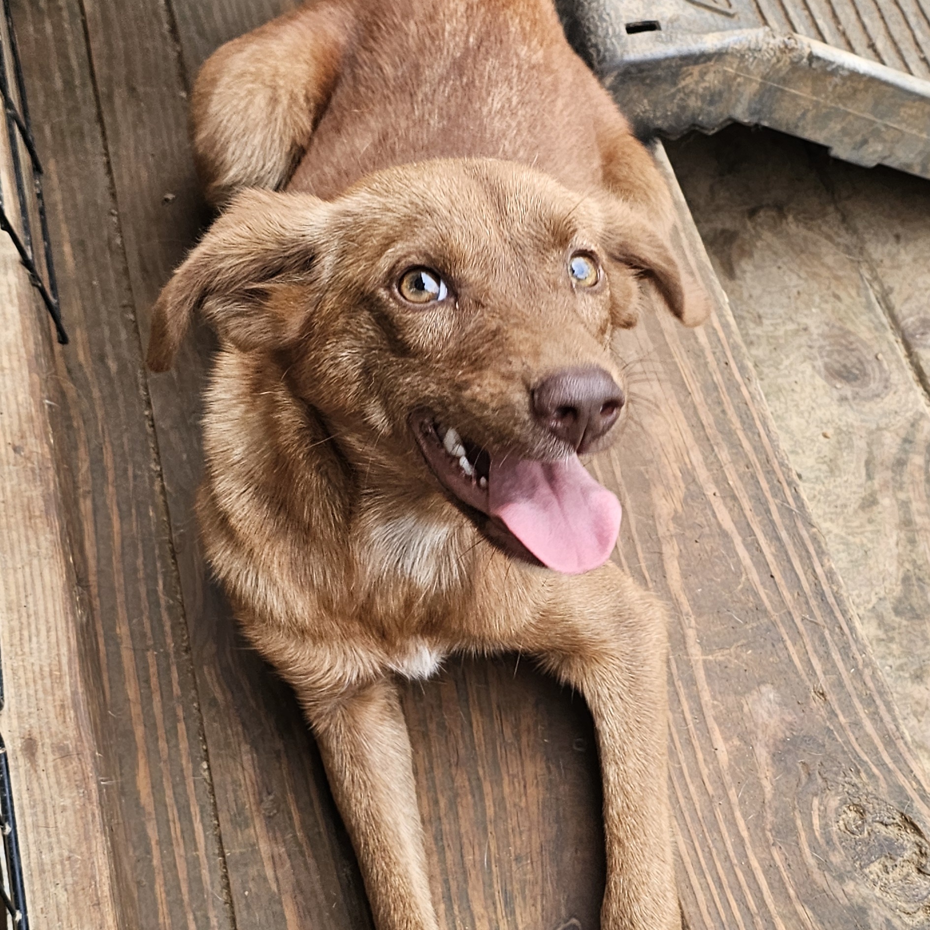 Enlarge Eloise, a Adoptable Labrador Retriever in Athens, AL image 2/5