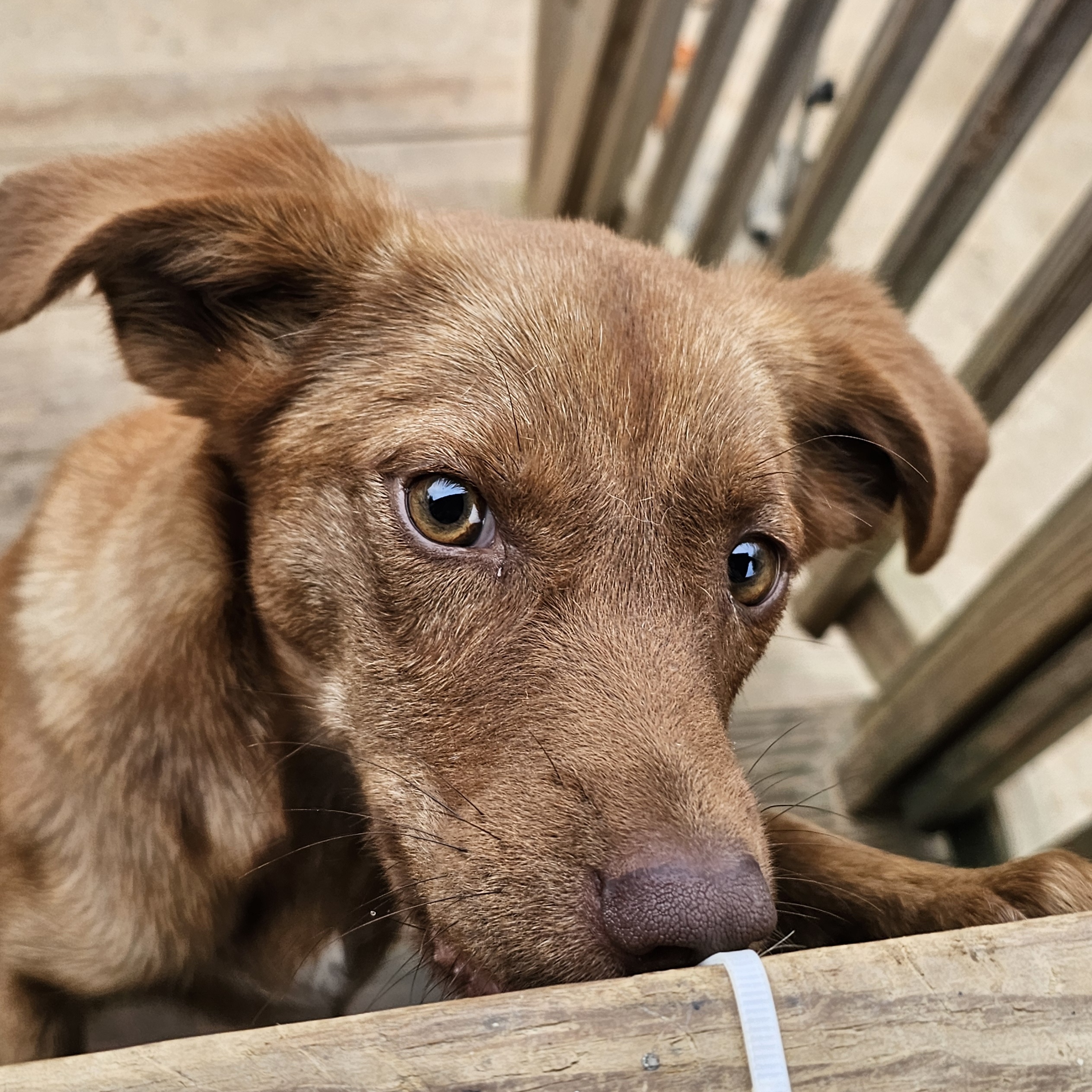 Enlarge Eloise, a Adoptable Labrador Retriever in Athens, AL image 5/5