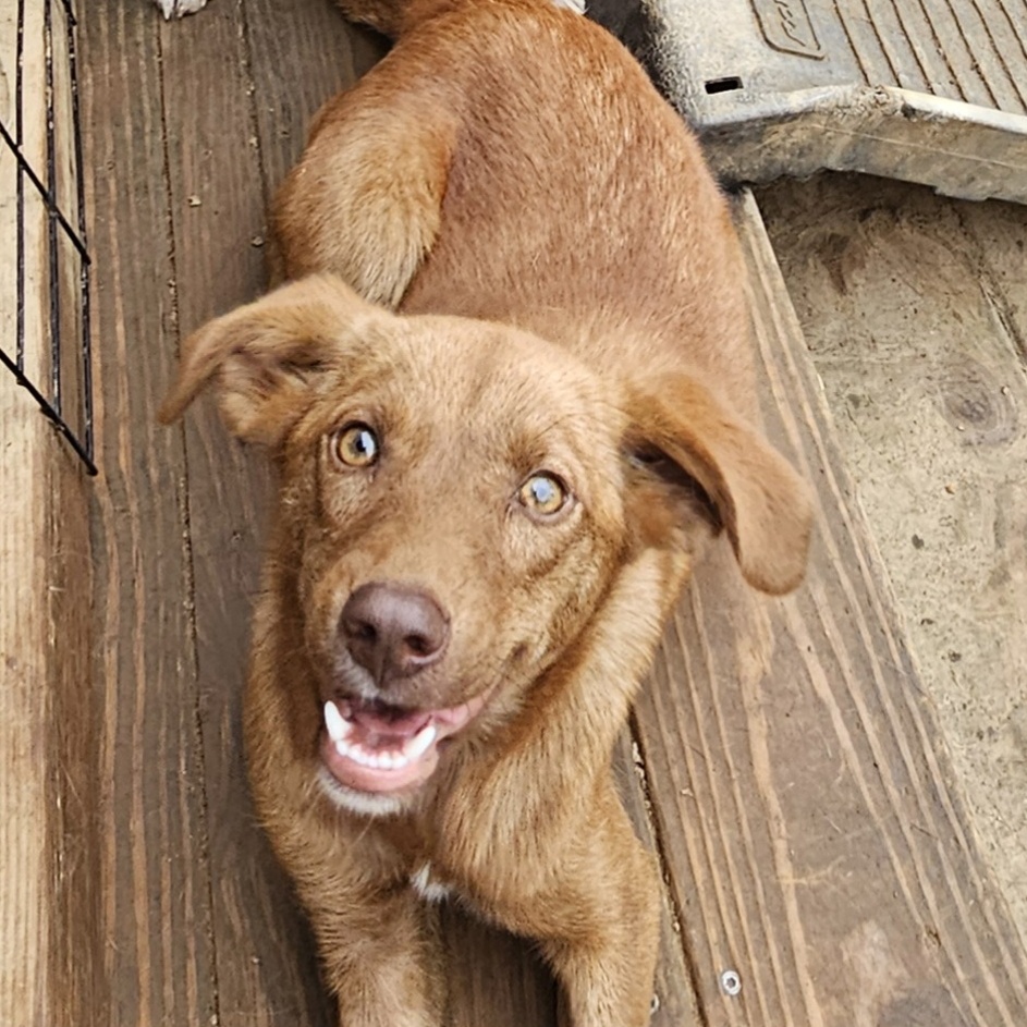 Enlarge Eloise, a Adoptable Labrador Retriever in Athens, AL image 4/5
