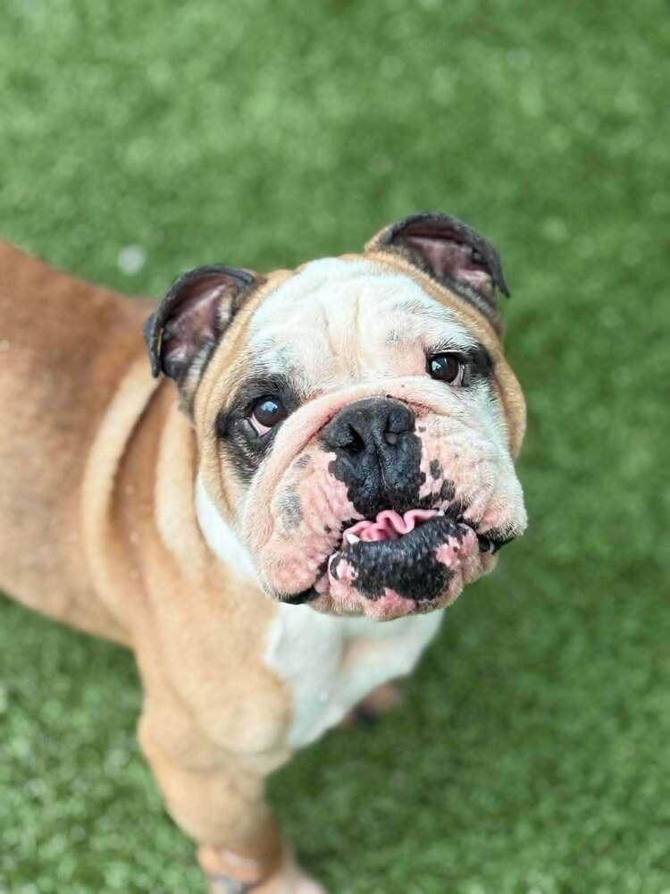 Barnacle Bill, a Adoptable English Bulldog in Oakland, MI image 1/4
