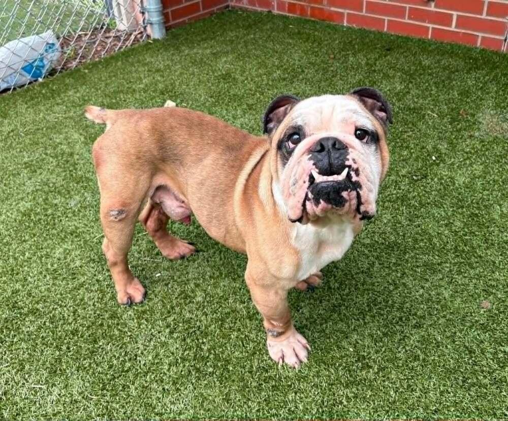 Barnacle Bill, a Adoptable English Bulldog in Oakland, MI image 3/4