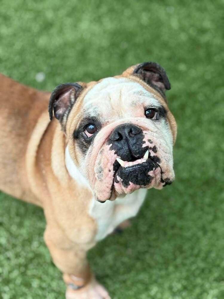 Barnacle Bill, a Adoptable English Bulldog in Oakland, MI image 4/4