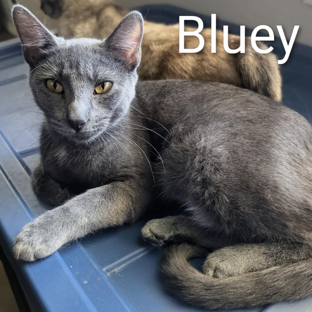 Bluey, Adoptable, Young Female Domestic Short Hair.