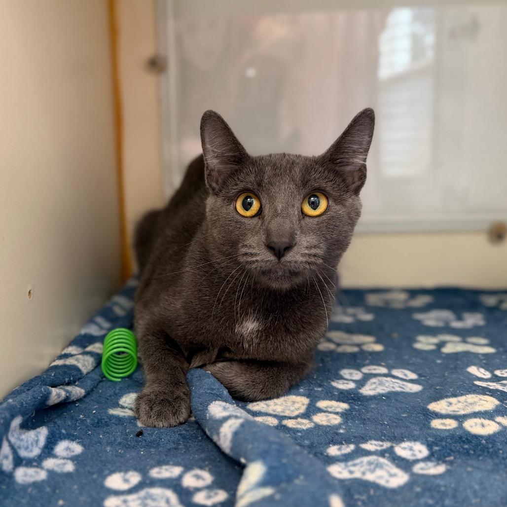 Enlarge Bluey, a Adoptable Domestic Short Hair in Tulsa, OK image 2/2