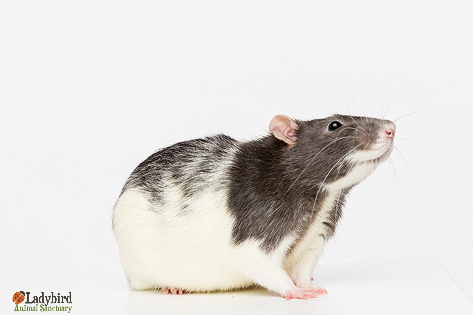 Enlarge Milwaukee (bonded to Molson & Moosehead), a Adoptable Rat in Hamilton, ON image 1/6