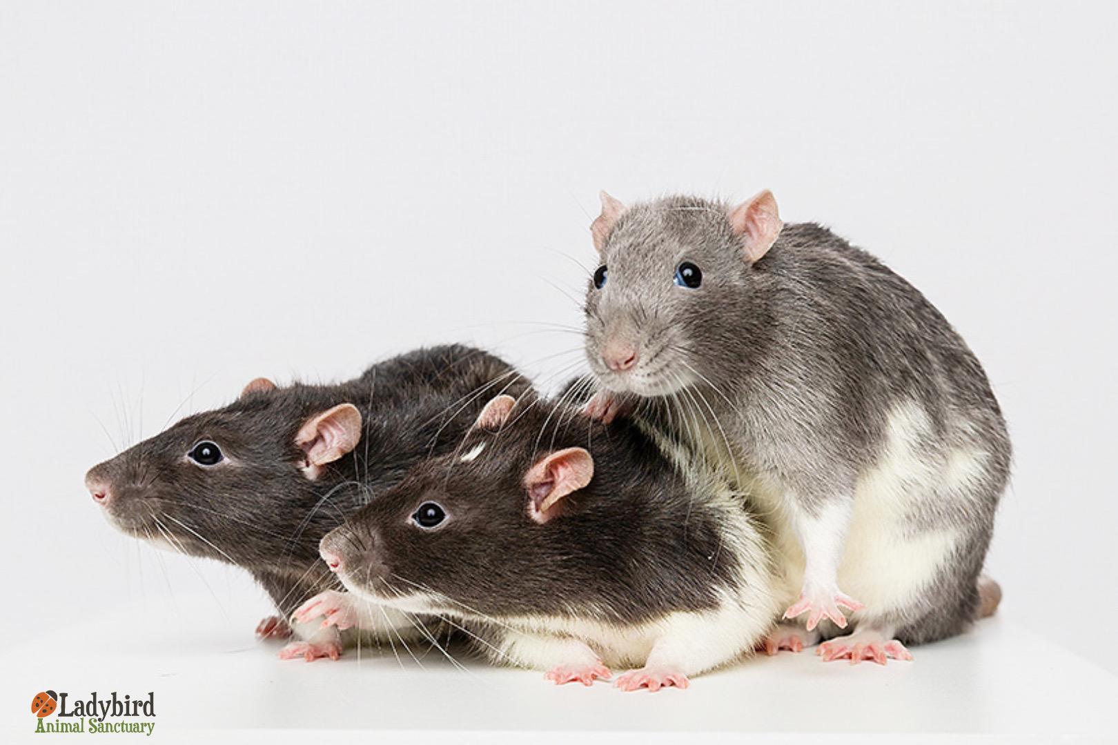 Enlarge Milwaukee (bonded to Molson & Moosehead), a Adoptable Rat in Hamilton, ON image 5/6