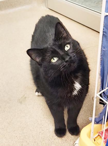 Enlarge Toes - silly loving sweet potato, an adoptable Domestic Short Hair in Oshkosh, WI image 1/4