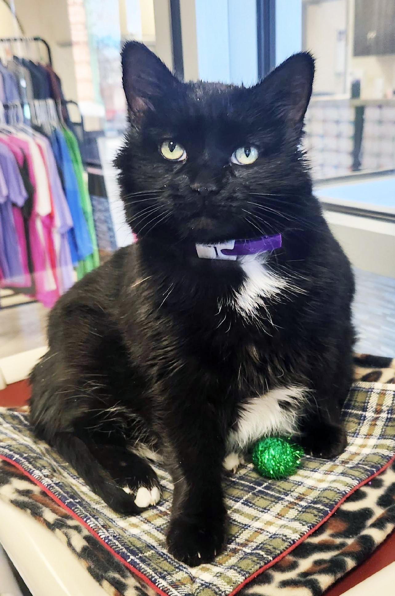 Enlarge Toes - silly loving sweet potato, an adopted Domestic Short Hair in Oshkosh, WI image 1/6