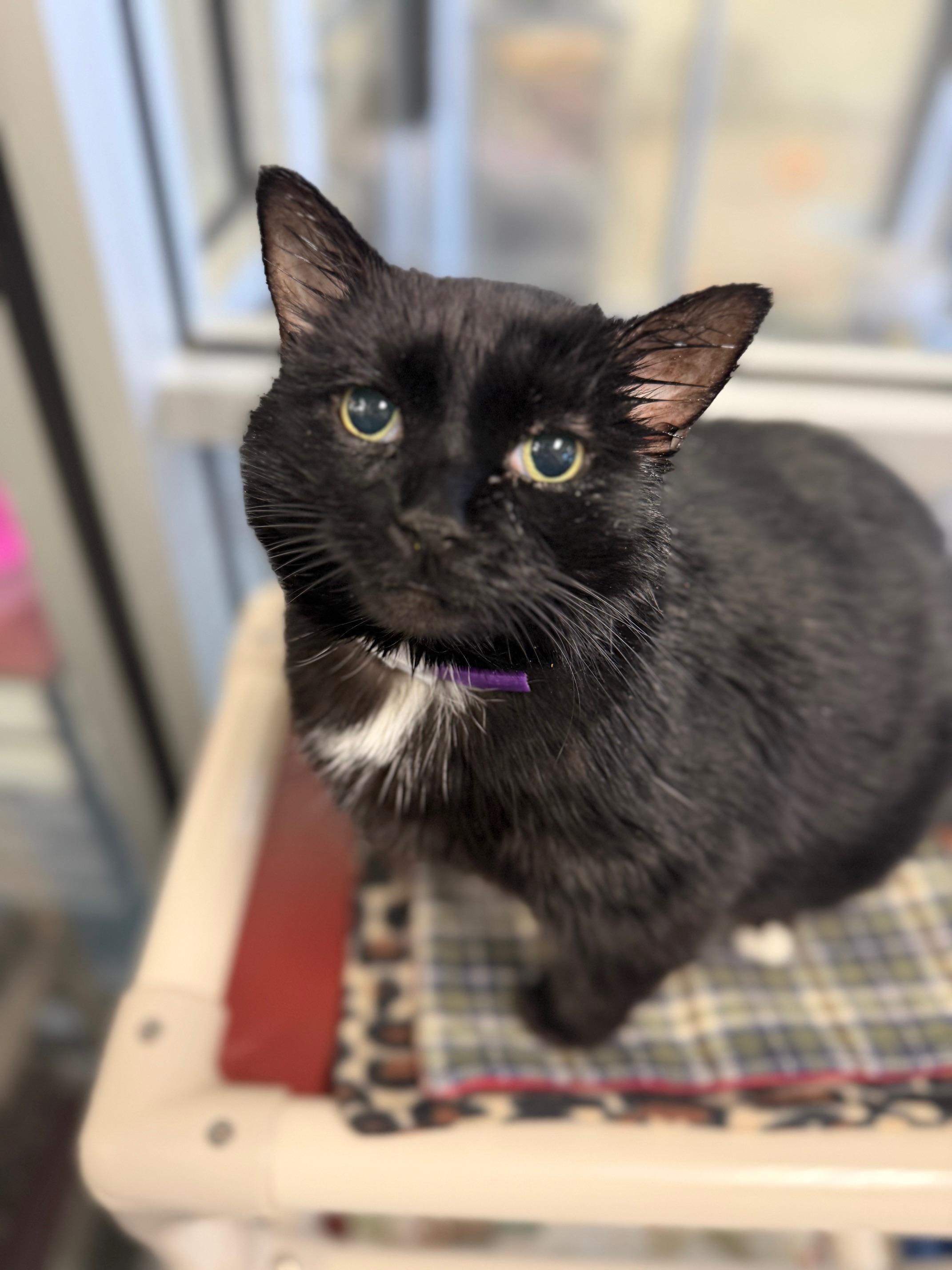 Enlarge Toes - silly loving sweet potato, an adopted Domestic Short Hair in Oshkosh, WI image 6/6