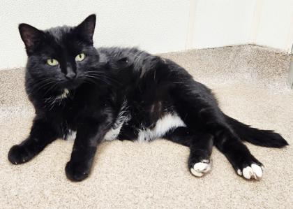 Enlarge Toes - silly loving sweet potato, an adoptable Domestic Short Hair in Oshkosh, WI image 2/4