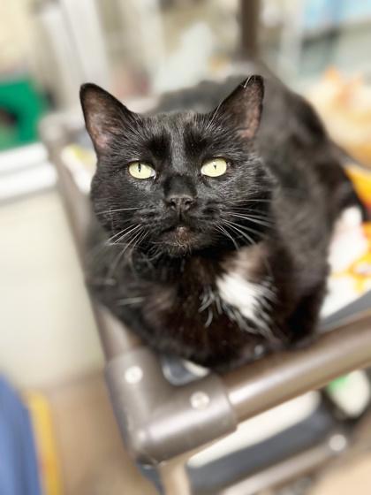 Enlarge Toes - silly loving sweet potato, an adoptable Domestic Short Hair in Oshkosh, WI image 3/4