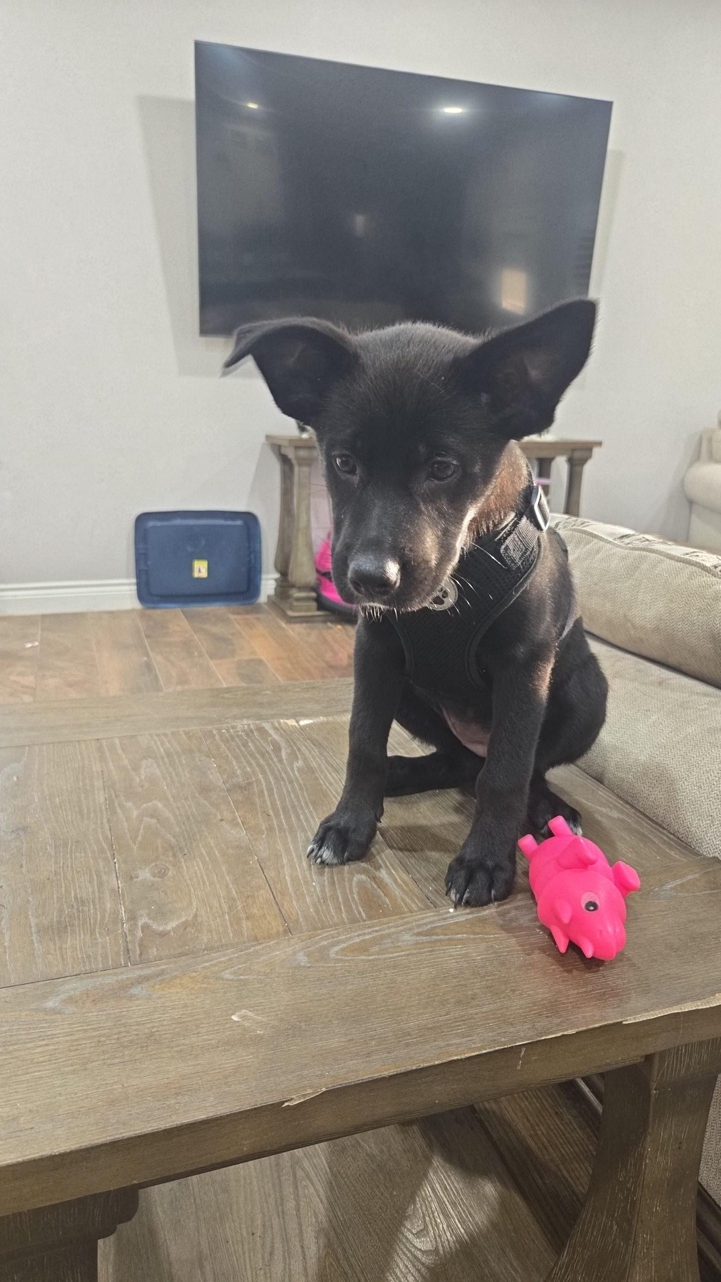 HARPER