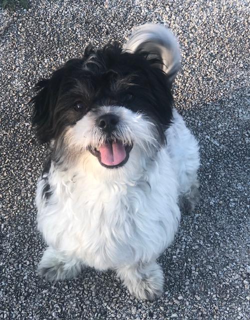 Andy, ADOPTABLE, Adult Male Shih Tzu.