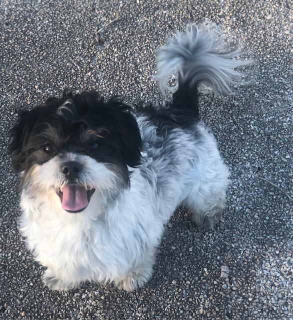 Enlarge Andy, a ADOPTABLE mixed breed in Colleyville, TX image 2/3