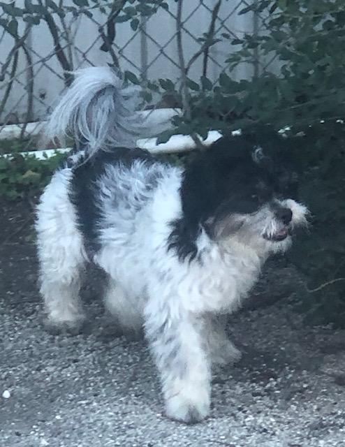 Enlarge Andy, a ADOPTABLE mixed breed in Colleyville, TX image 3/3