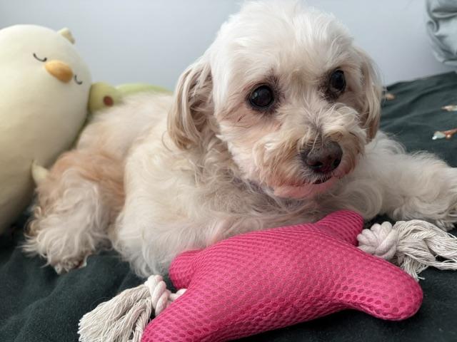Precious and Petite Peaches, Adoptable, Adult Female Maltipoo.