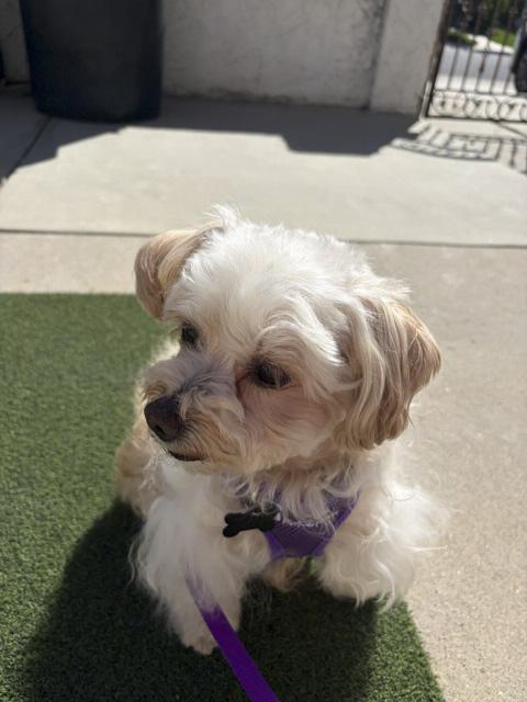 Enlarge Precious and Petite Peaches, a Adoptable Maltipoo in Carlsbad, CA image 3/3