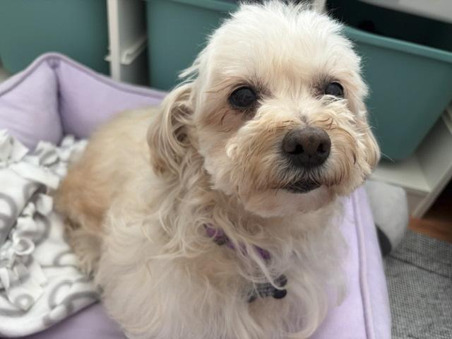 Enlarge Precious and Petite Peaches, a Adoptable Maltipoo in Carlsbad, CA image 2/3