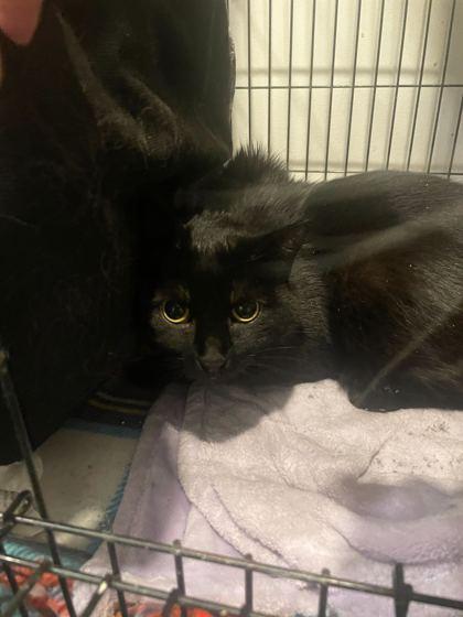 Enlarge Gigi, a Adoptable Domestic Short Hair in Louisville, KY image 1/2