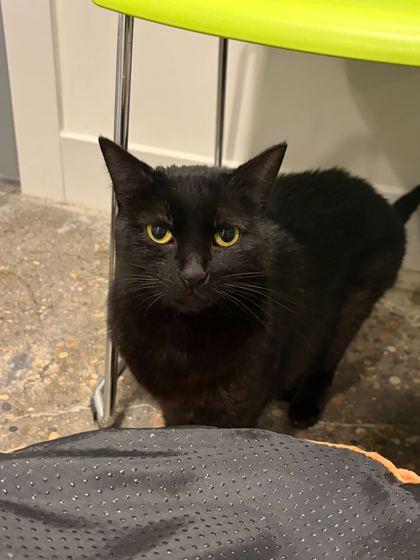 Gigi, Adoptable, Young Female Domestic Short Hair & Domestic Short Hair.