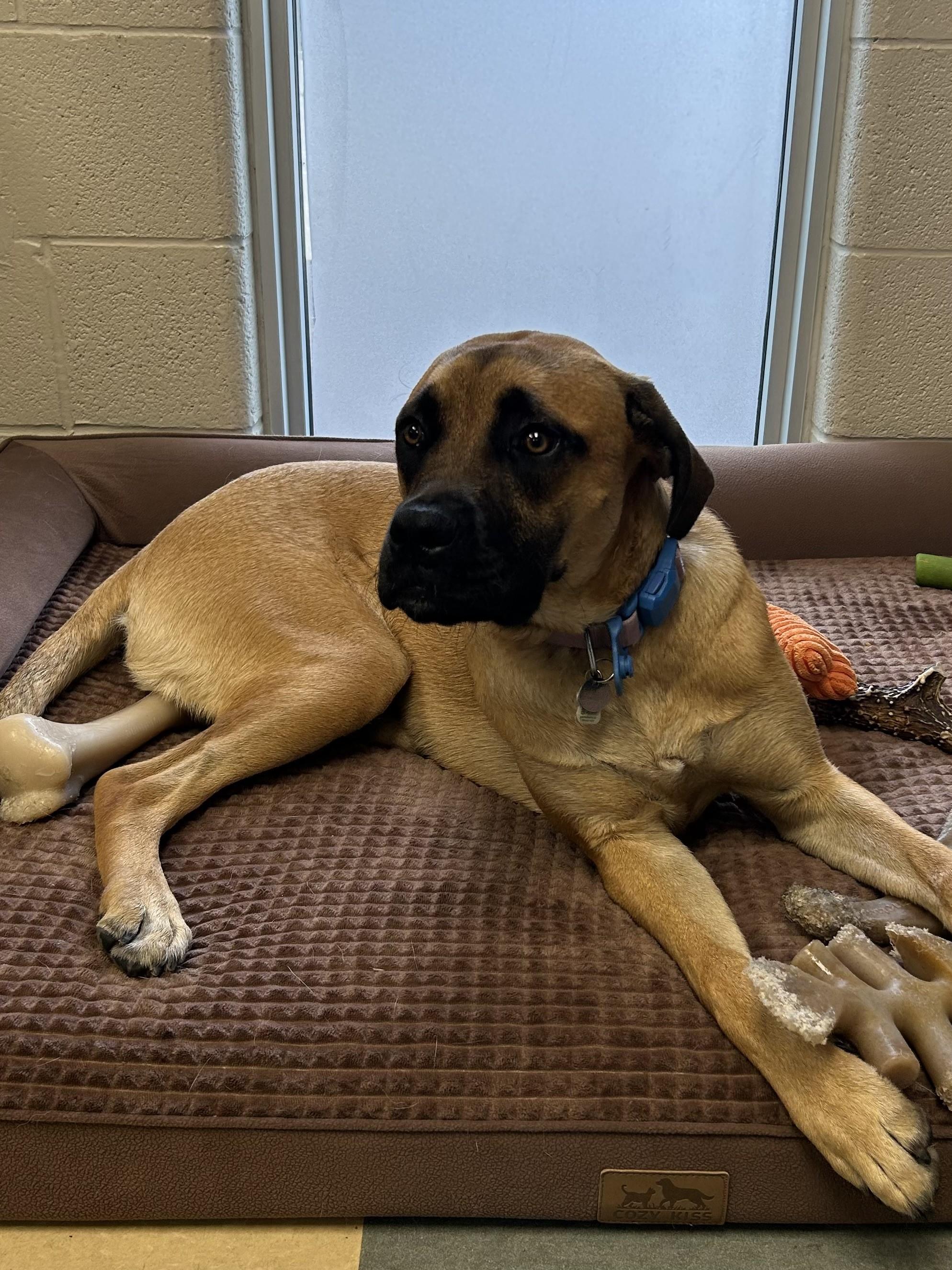 O'Hara, adopted, Young Female Mastiff.