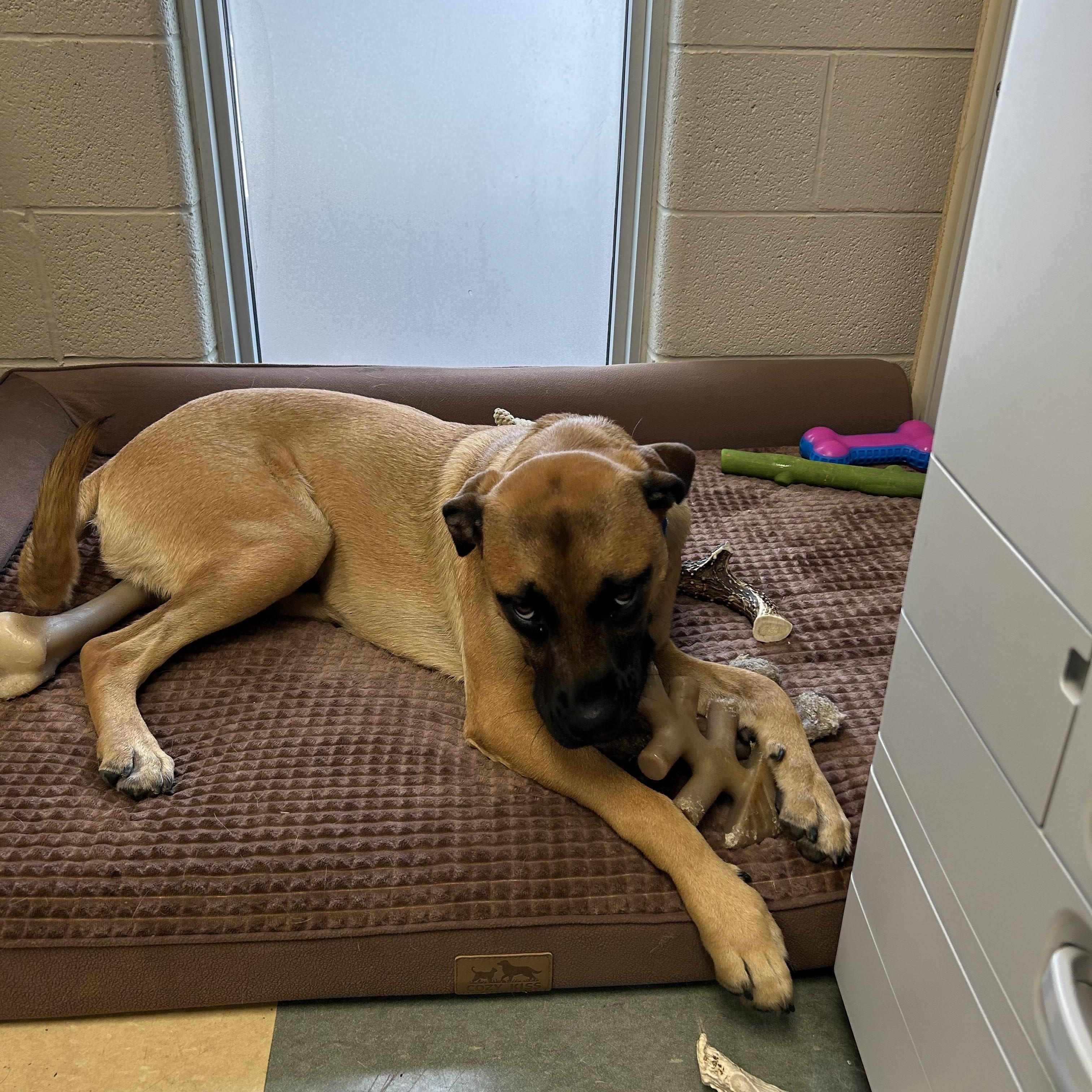 O'Hara, an adopted mixed breed in Caledon, ON image 3/3