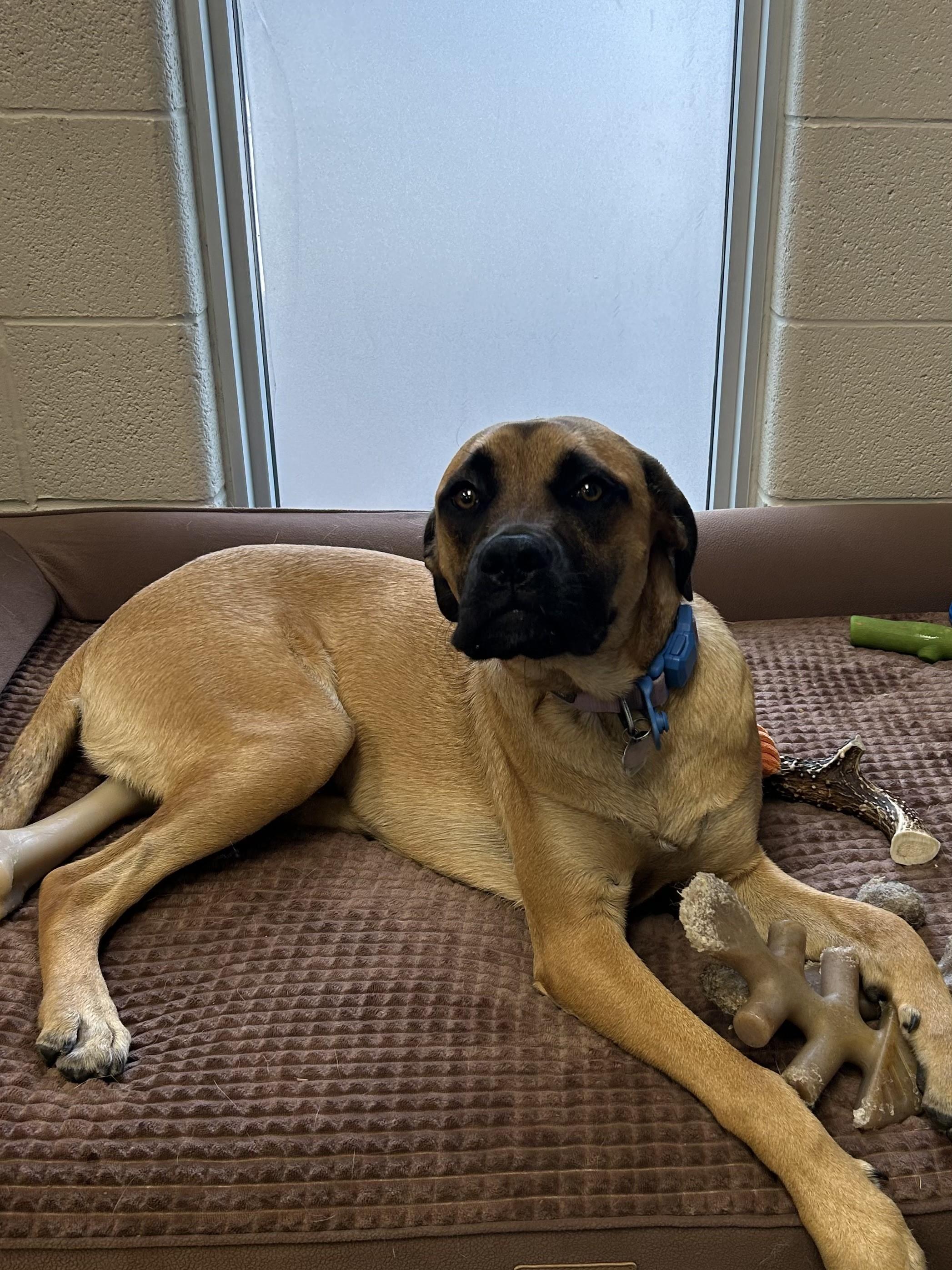 O'Hara, an adopted mixed breed in Caledon, ON image 2/3