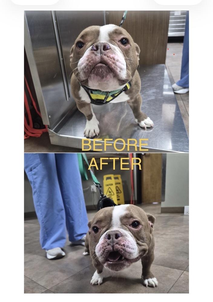 Enlarge Luther cheeseburger- 4786 TN, a Adopted mixed breed in Maryville, TN image 1/6