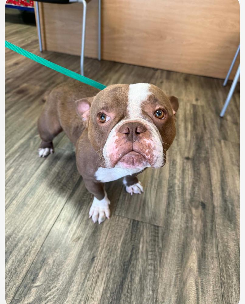 Luther cheeseburger- 4786 FL, Adopted, Adult Male American Bulldog & Boston Terrier.