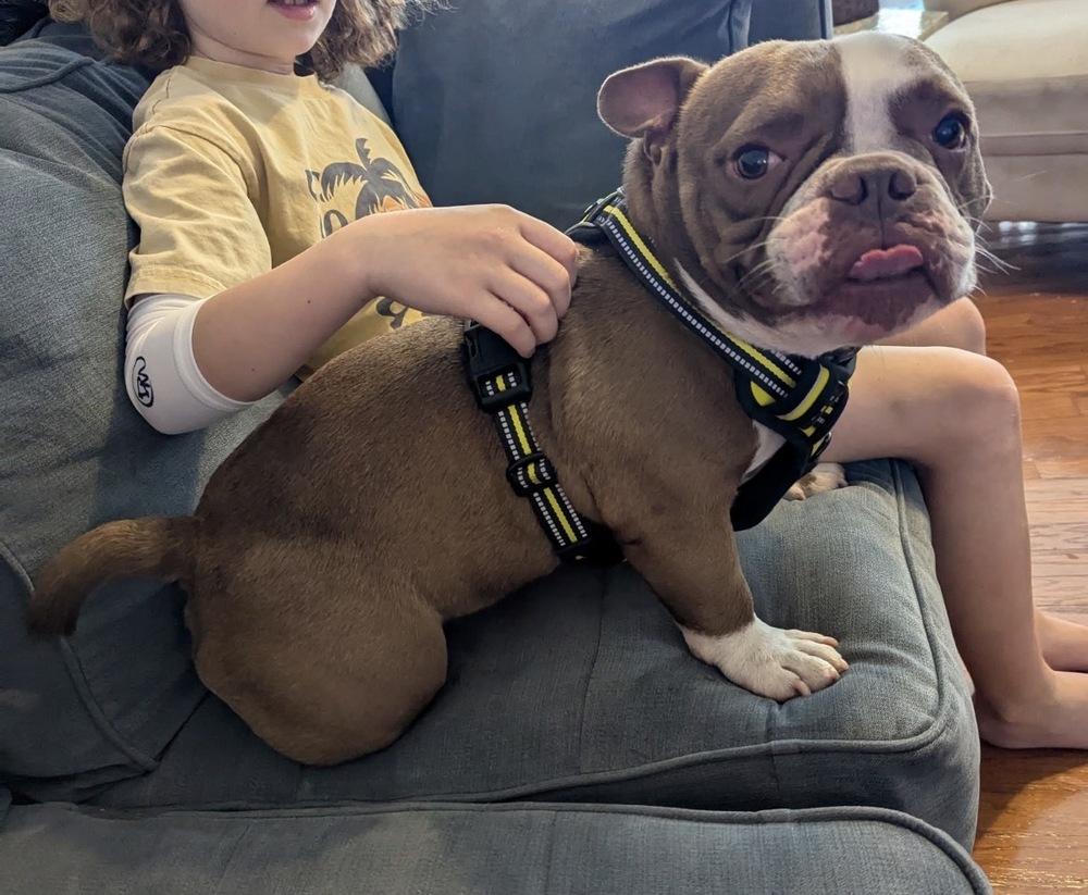 Enlarge Luther cheeseburger- 4786 FL, a Adopted mixed breed in Maryville, TN image 3/5